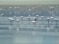 12-Flamingos in Lake Magadi